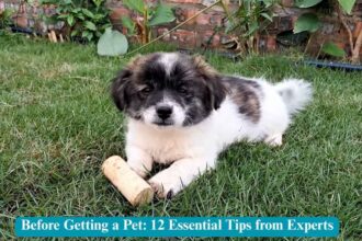 Need to Know Before Bringing Home a New Puppy
