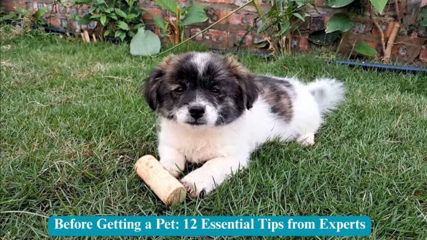 Need to Know Before Bringing Home a New Puppy