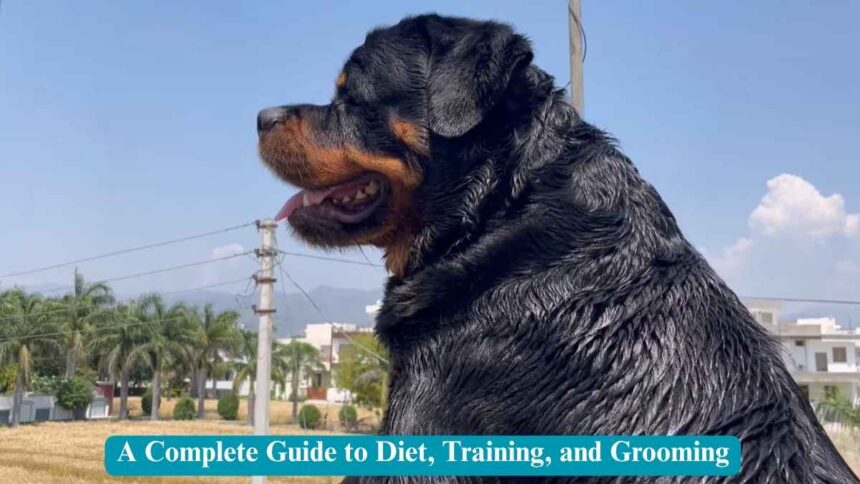 Rottweiler Dog Care From Nutrition to Training