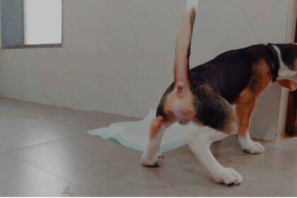 Potty and Urination Habits in Your Dog