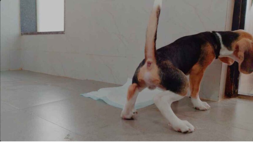 Potty and Urination Habits in Your Dog