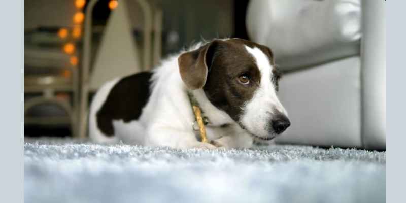 Complete Information on Food, Training, and Vaccination