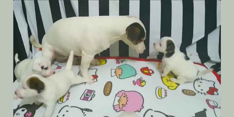 Proper Care for Pet Dogs