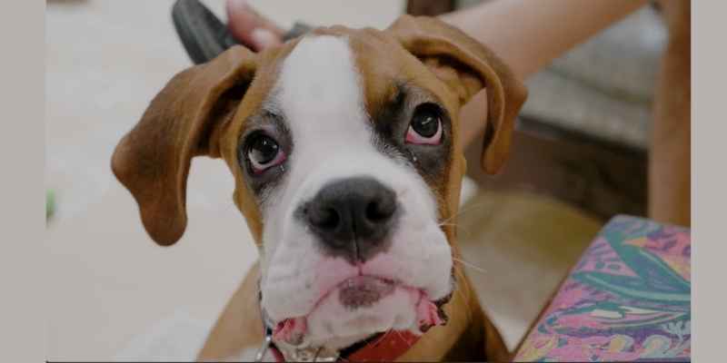 A scene showing the use of treats for training.