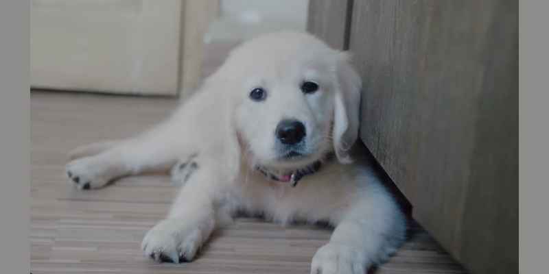 The Correct Method of Training